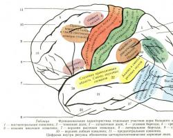 Как влияет объем мозга на способности человека